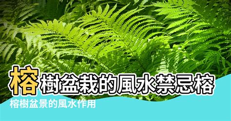 榕樹招陰|榕樹禁忌大全：台灣民間習俗的秘辛 